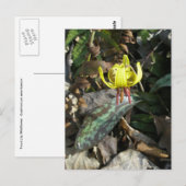 Trout Lily Wildflower - Erythronium americanum Briefkaart (Voorkant / Achterkant)