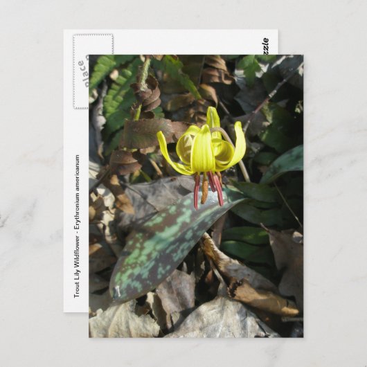 Trout Lily Wildflower - Erythronium americanum Briefkaart (Voorkant / Achterkant)