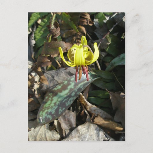 Trout Lily Wildflower - Erythronium americanum Briefkaart (Voorkant)