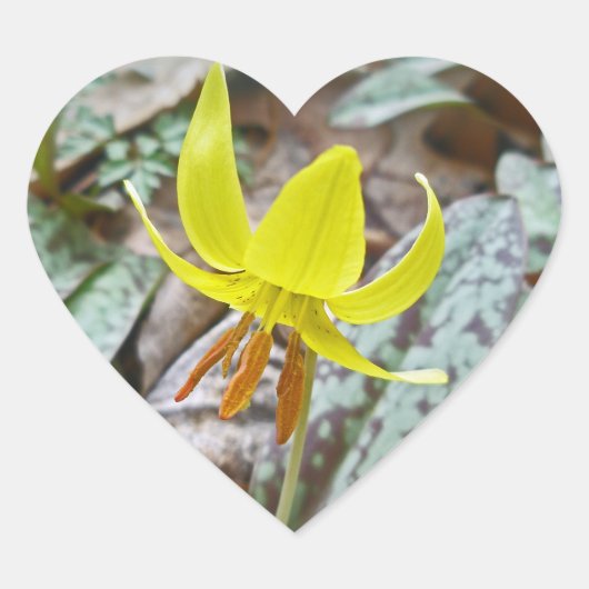 Trout Lily Wildflower - Erythronium americanum Hart Sticker (Voorkant)