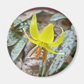 Trout Lily Wildflower - Erythronium americanum Magneet (Voorkant)