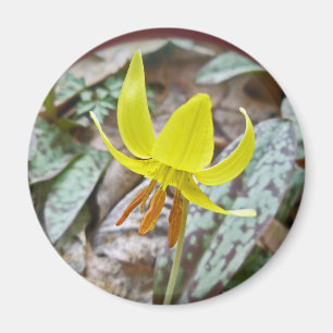Trout Lily Wildflower - Erythronium americanum Magneet