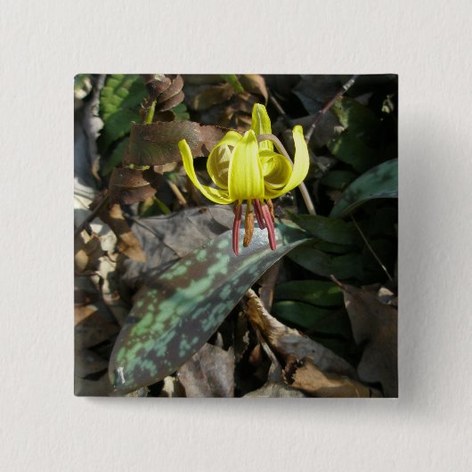 Trout Lily Wildflower - Erythronium americanum Vierkante Button 5,1 Cm (Voorkant)