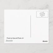 Trout Stream, West Virginia Briefkaart (Achterkant)