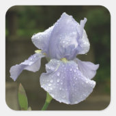 Trouw Blauwe Iris Bloem Regendruppels Vierkante Sticker (Voorkant)