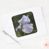 Trouw Blauwe Iris Bloem Regendruppels Vierkante Sticker (Envelop)