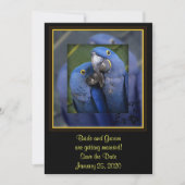 Trouw met Blauwe Papegaai Save The Date (Voorkant)