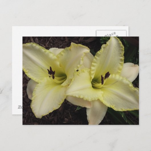 Trouwband - Daylily Briefkaart (Voorkant / Achterkant)