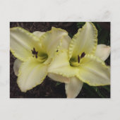 Trouwband - Daylily Briefkaart (Voorkant)