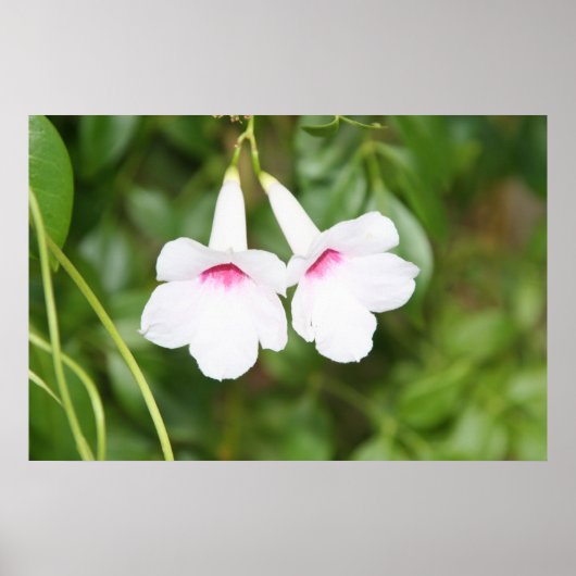 Trouwbelbloem Poster (Voorkant)