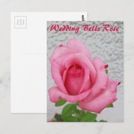 Trouwbellen Roos bloem - slak mail briefkaart (Voorkant / Achterkant)