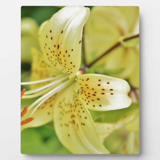 Trouwfeesten van Lily Blooms Fotoplaat (Voorkant)