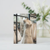 Trouwjurk, Postcrossing Briefkaart (Staand voorkant)