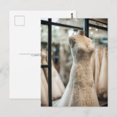 Trouwjurk, Postcrossing Briefkaart (Voorkant / Achterkant)