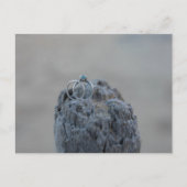 Trouwringen op het strand briefkaart (Voorkant)