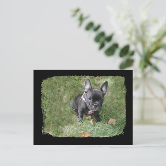 Trudy the French Bulldog Briefkaart (Staand voorkant)