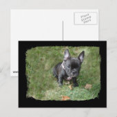 Trudy the French Bulldog Briefkaart (Voorkant / Achterkant)
