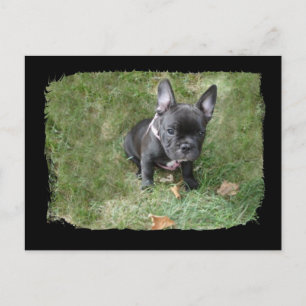 Trudy the French Bulldog Briefkaart