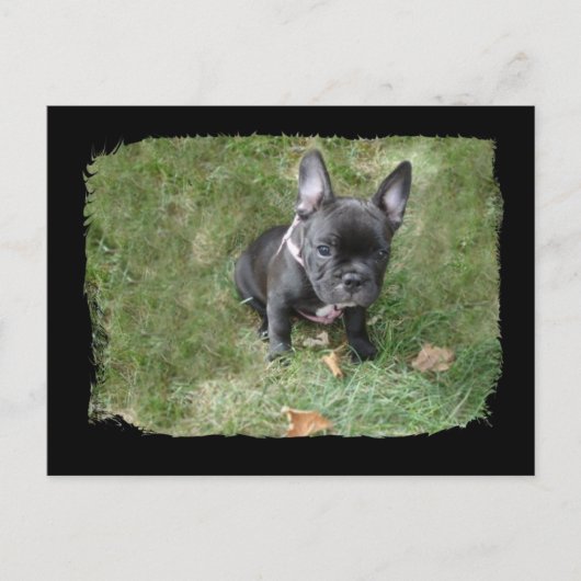 Trudy the French Bulldog Briefkaart (Voorkant)