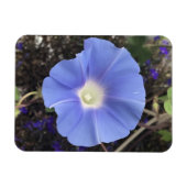True Blue Morning Glory Magneet (Horizontaal)