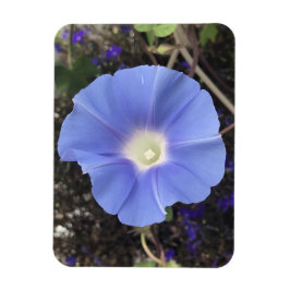 True Blue Morning Glory Magneet