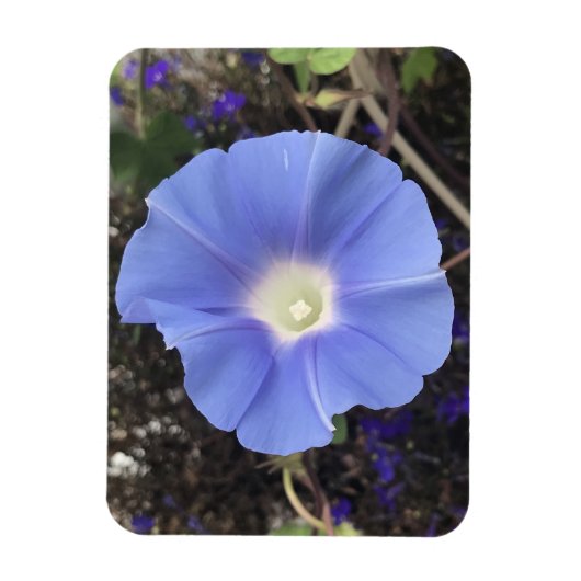 True Blue Morning Glory Magneet (Verticaal)