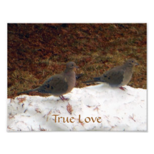 True Love Mourning Doves Foto Afdruk