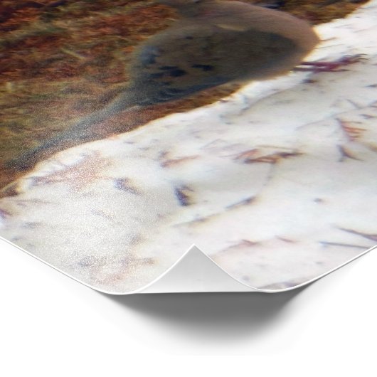 True Love Mourning Doves Foto Afdruk (Hoek)