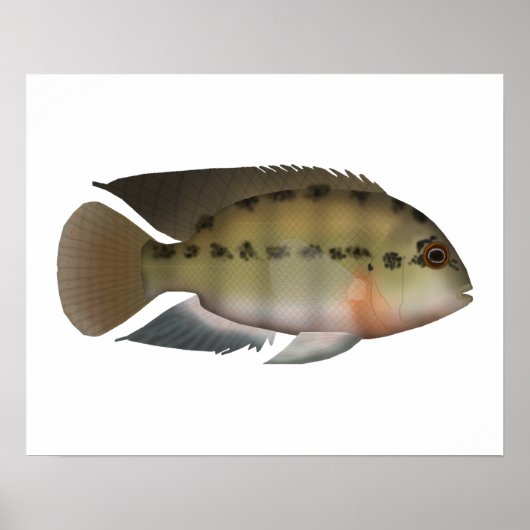 True Parrot Cichlid Poster (Voorkant)
