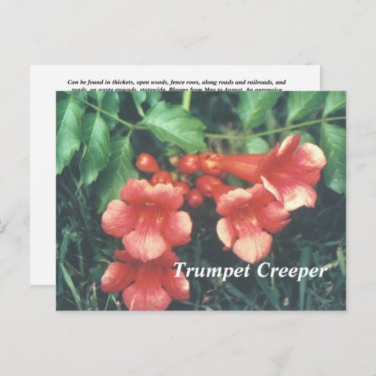 Trumpet Briefkaart (Voorkant / Achterkant)