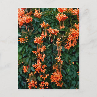 Trumpet Flowers Briefkaart