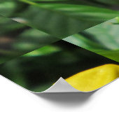 Trumpet Garden Flower Yellow Poster (Hoek)