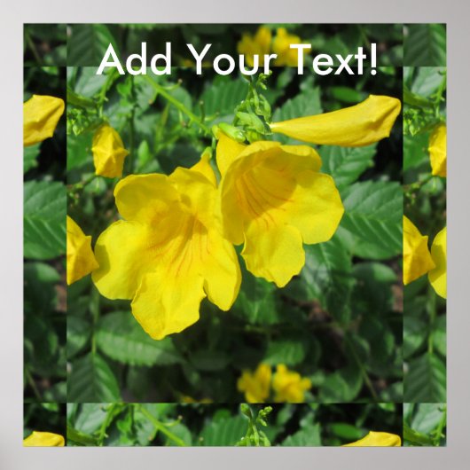 Trumpet Garden Flower Yellow Poster (Voorkant)