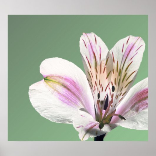 Trumpet Lily Poster (Voorkant)