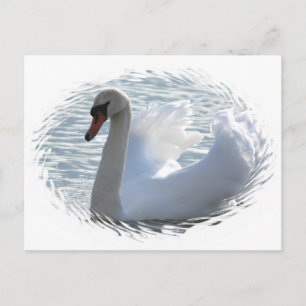 Trumpet Swan Briefkaart