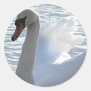 Trumpet Swan Sticker