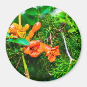 Trumpet Vine Magneet (Voorkant)