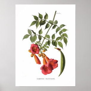 Trumpet Vine Poster