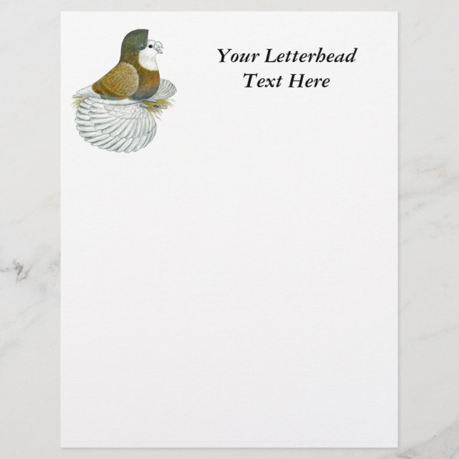 Trumpeter Pigeon AOC Baldhead (Voorkant)