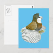 Trumpeter Pigeon AOC Baldhead Briefkaart (Voorkant / Achterkant)
