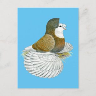 Trumpeter Pigeon AOC Baldhead Briefkaart