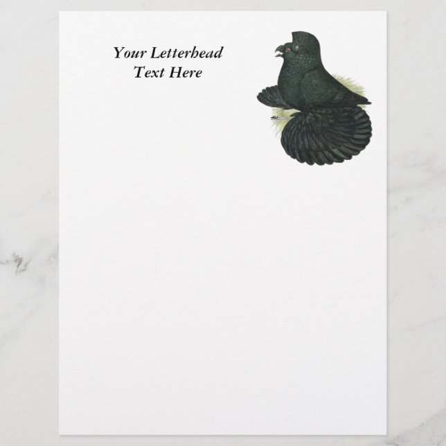 Trumpeter Pigeon Black (Voorkant)