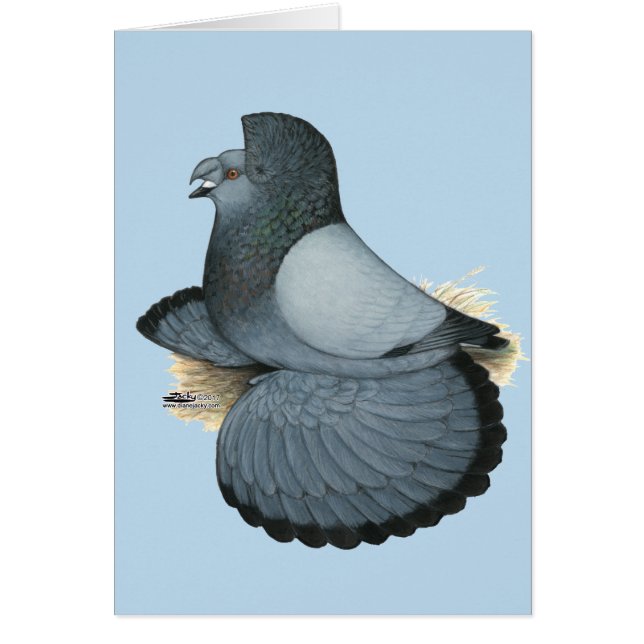 Trumpeter Pigeon Blue Barless (Voorkant)