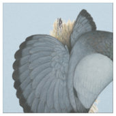 Trumpeter Pigeon Blue Barless Stof (Close Up)