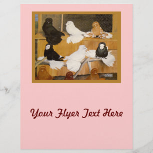 Trumpeter Pigeon Champions Flyer
