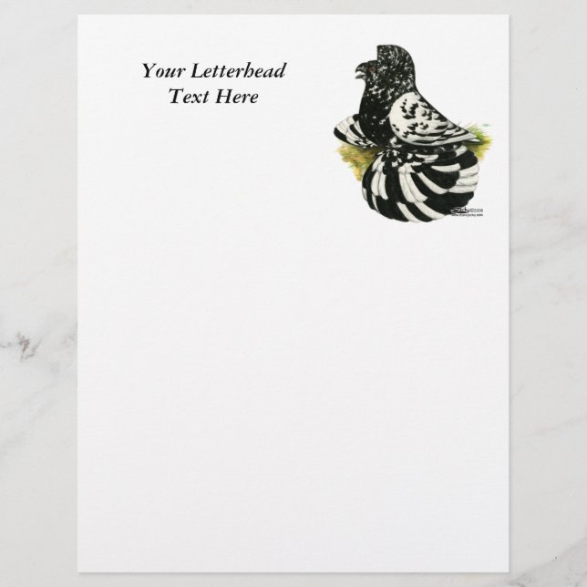 Trumpeter Pigeon Dark Splash (Voorkant)