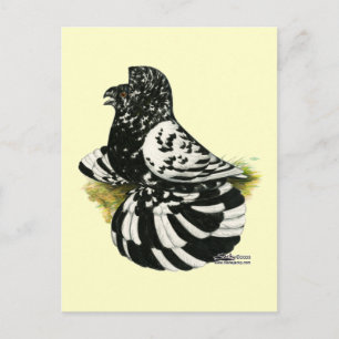 Trumpeter Pigeon Dark Splash Briefkaart
