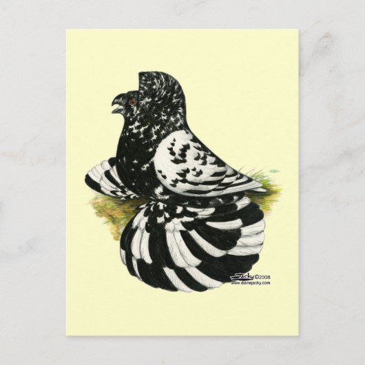 Trumpeter Pigeon Dark Splash Briefkaart (Voorkant)