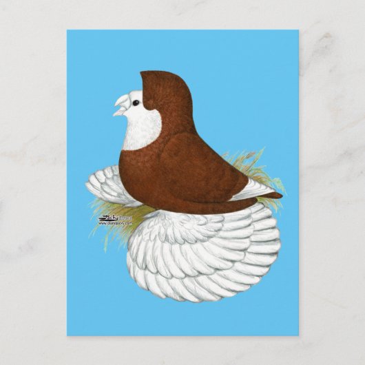 Trumpeter Pigeon Red Baldhead Briefkaart (Voorkant)
