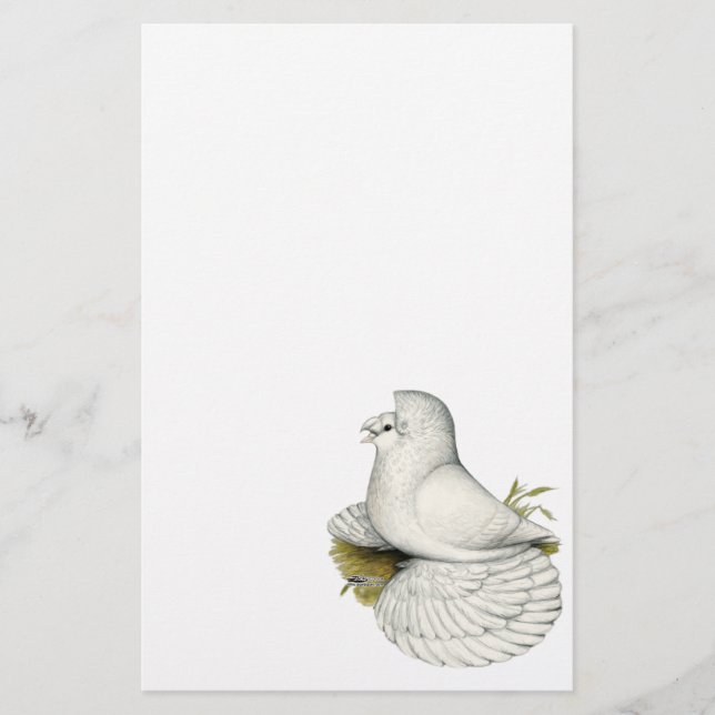 Trumpeter Pigeon White (Voorkant)